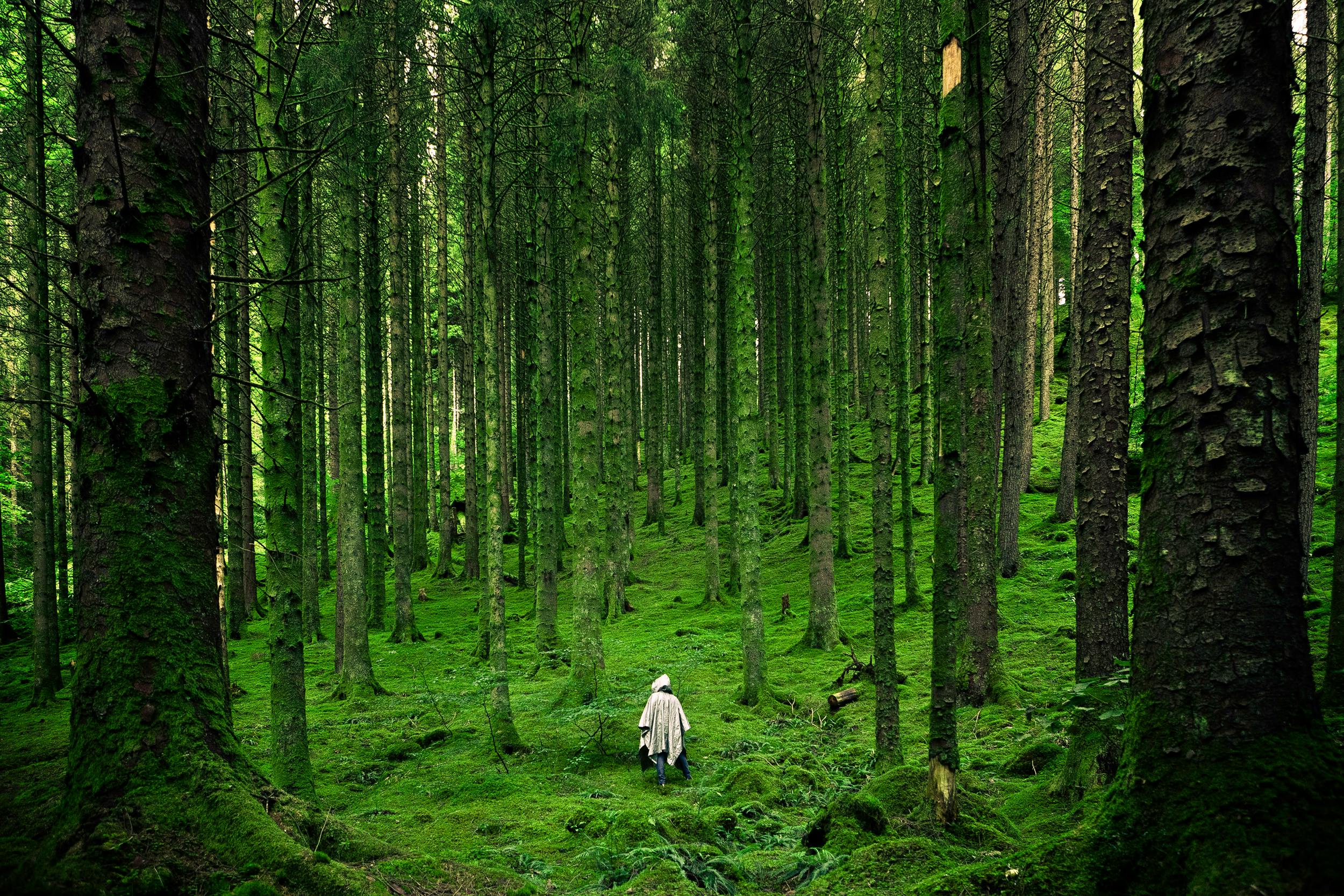 A deep green forest with a single figure in white in the center.